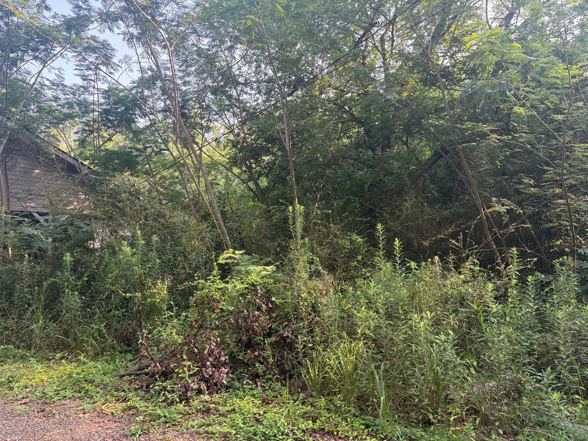 Overgrown Property Cleared Down to Clean, Usable Ground image
