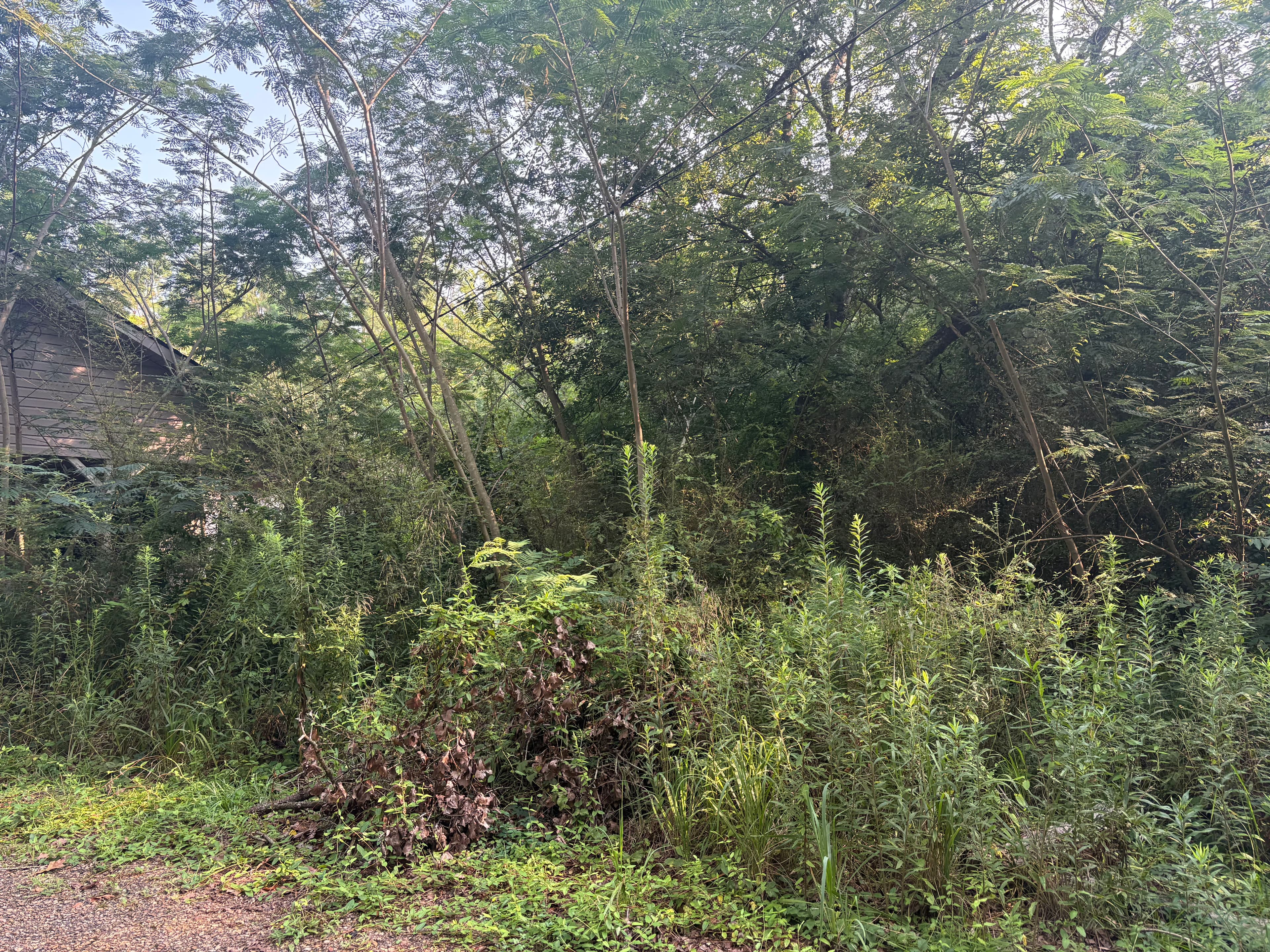 Project Overgrown Property Cleared Down to Clean, Usable Ground image