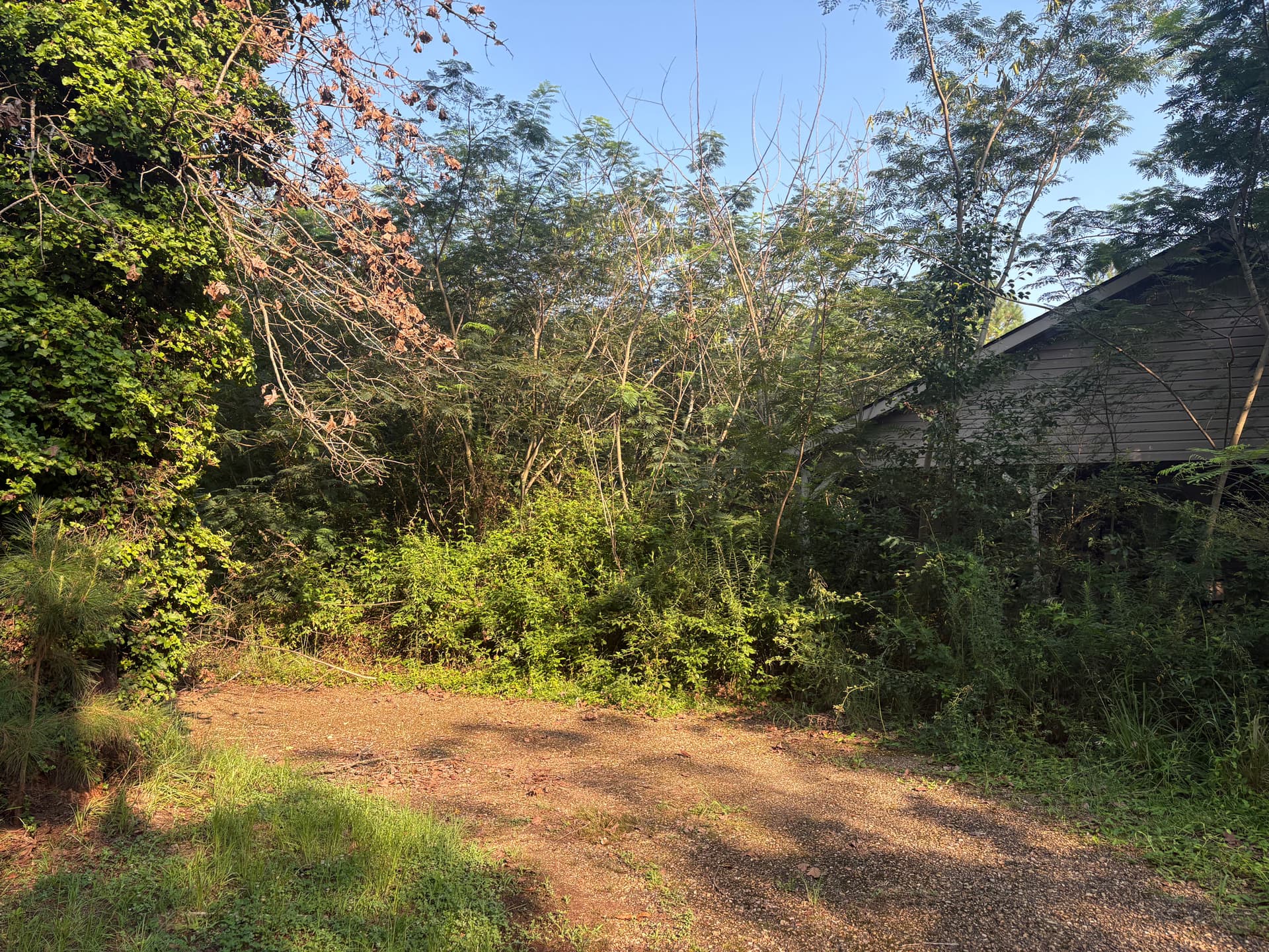 Gallery photos for Overgrown Property Cleared Down to Clean, Usable Ground: Image #1