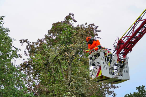 tree service Watsonville