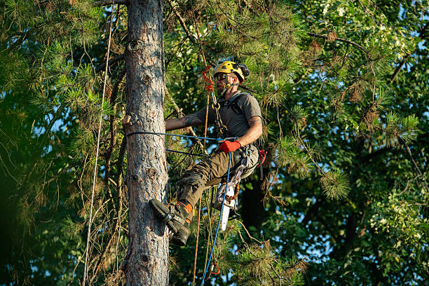 certified arborist tree service